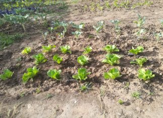 Nurturing Hope: Little Angels Cultivates Dreams with 250 Seedlings from Do4SA